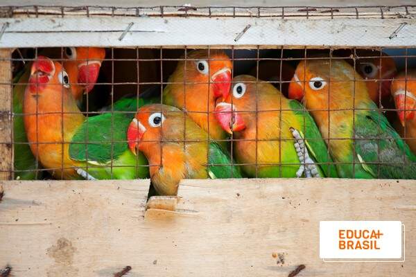 Biopirataria: como a prática impacta o meio ambiente? | Educa Mais Brasil