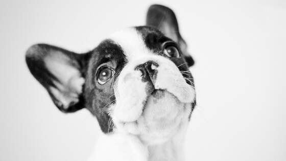 Cachorros, gatos e outros animais podem ser atendidos no Hospital Veterinário FMU Cachorros, gatos e outros animais podem ser atendidos no Hospital Veterinário FMU
