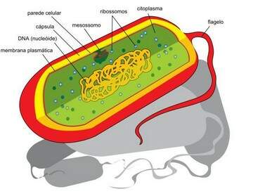estrutura da célula procarionte estrutura da célula procarionte