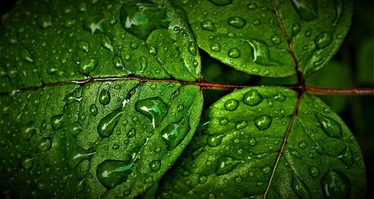 folha verde folha verde