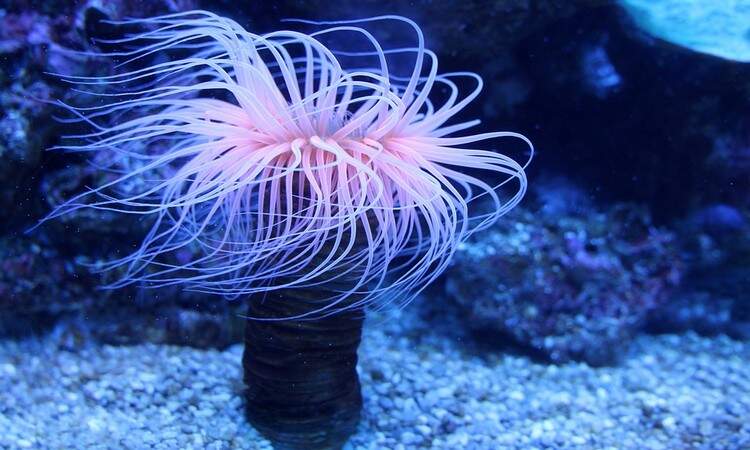 coral rosa coral rosa