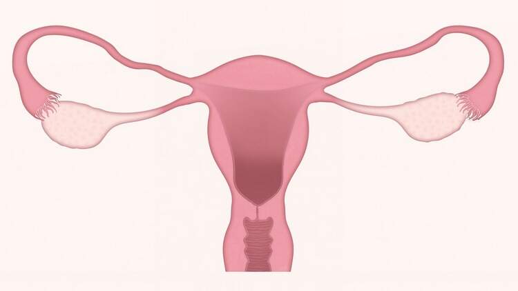 Aparelho reprodutor feminino Aparelho reprodutor feminino