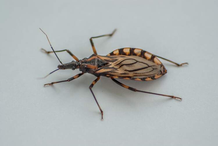 Barbeiro transmissor da doença de Chagas Barbeiro transmissor da doença de Chagas