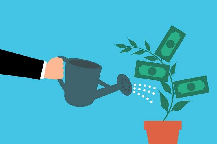 planta com pé de dinheiro sendo regada planta com pé de dinheiro sendo regada