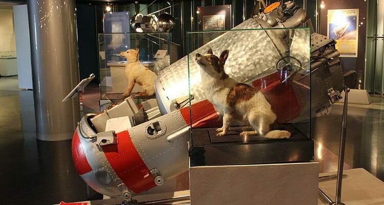 cachorro empalhado em museu
