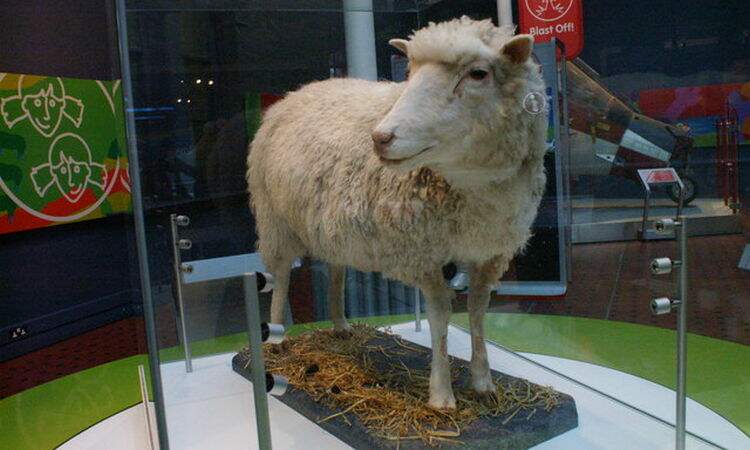 Ovelha Dolly em um museu na Escócia Ovelha Dolly em um museu na Escócia