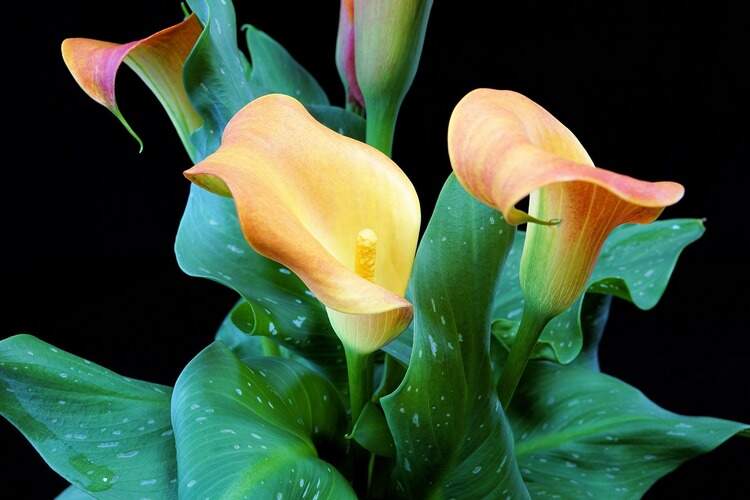 Planta com flores Planta com flores