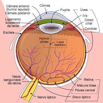 O Que E Visao Biologia