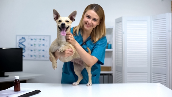 Médica veterinária em clínica com cachorro