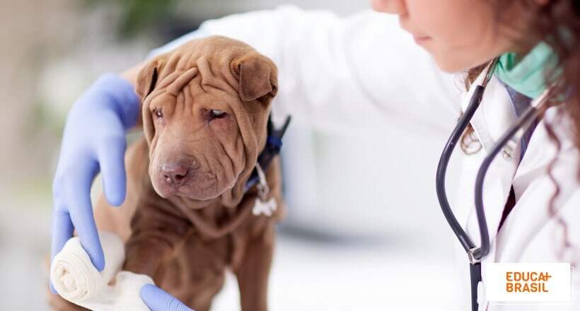 Como é a grade curricular de Medicina Veterinária da UniFG?