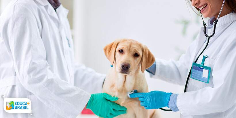 Conheça o curso de Medicina Veterinária da Uninassau