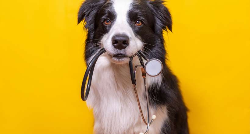 Exercício ilegal da Medicina Veterinária vira crime no Brasil
