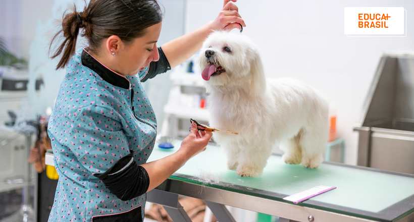 Groomer: saiba tudo sobre a carreira que cresce com o mercado pet