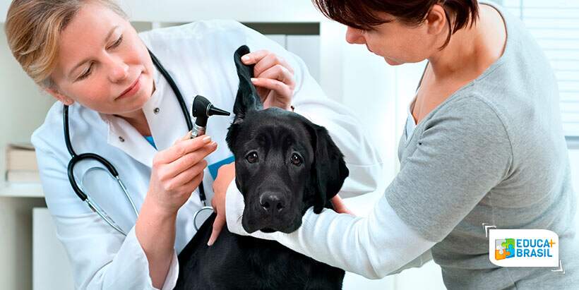 Hospital Veterinário FMU oferece serviços à comunidade