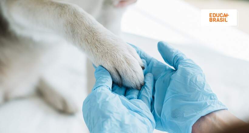 Inscrições para aprimoramento em Medicina Veterinária vão até esta sexta (10)