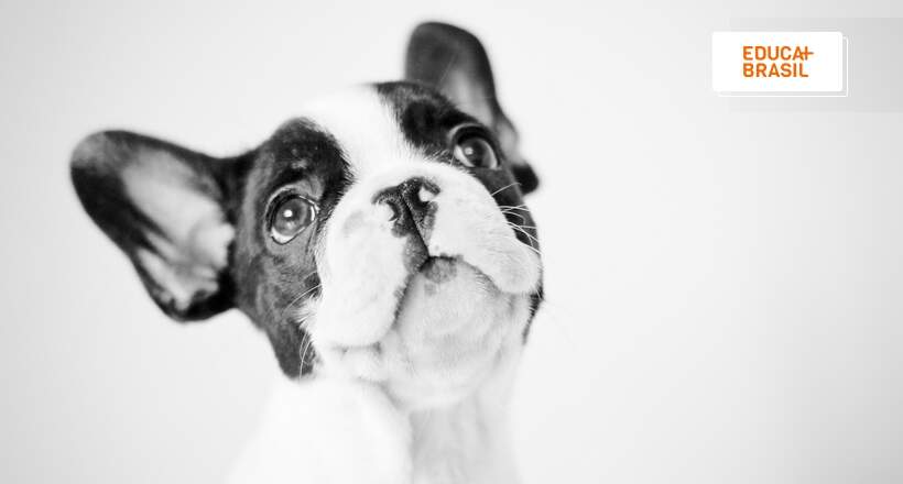 Live da Unifran aborda doenças renais em pets. Veja como se inscrever