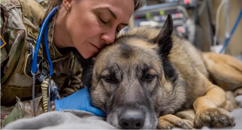 Medicina Veterinária Militar: conheça a carreira nas Forças Armadas