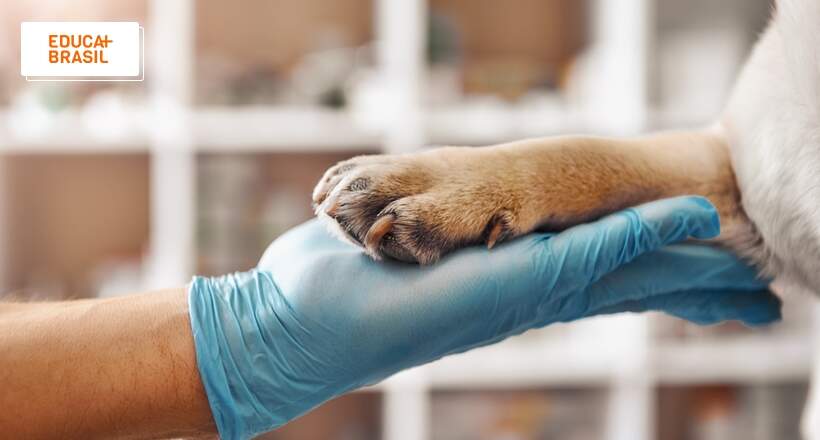 Medicina Veterinária na UMC é oferecida pela primeira vez na instituição