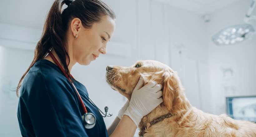 Qual área da Medicina Veterinária paga mais?