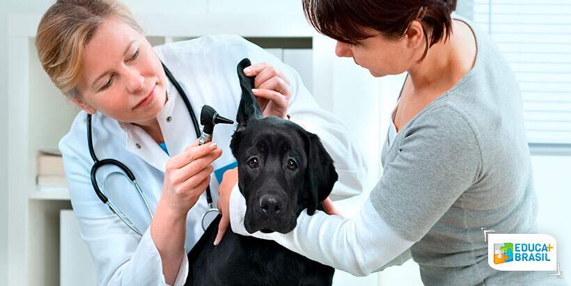 UniFavip apoia o 1° Congresso de Medicina Veterinária do Agreste Pernambucano
