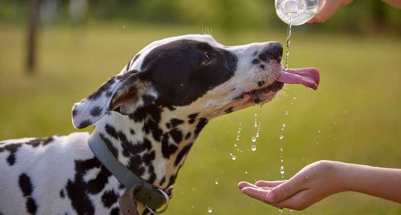 Verão exige atenção redobrada à saúde de cães e gatos