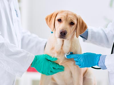 MEDICINA VETERINÁRIA