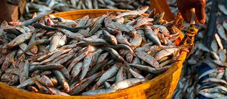 ENGENHARIA DE PESCA