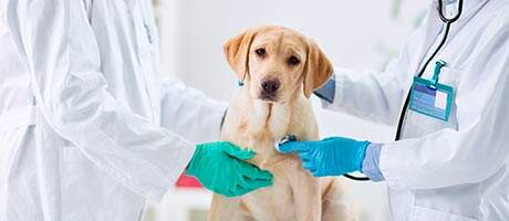 MEDICINA VETERINÁRIA